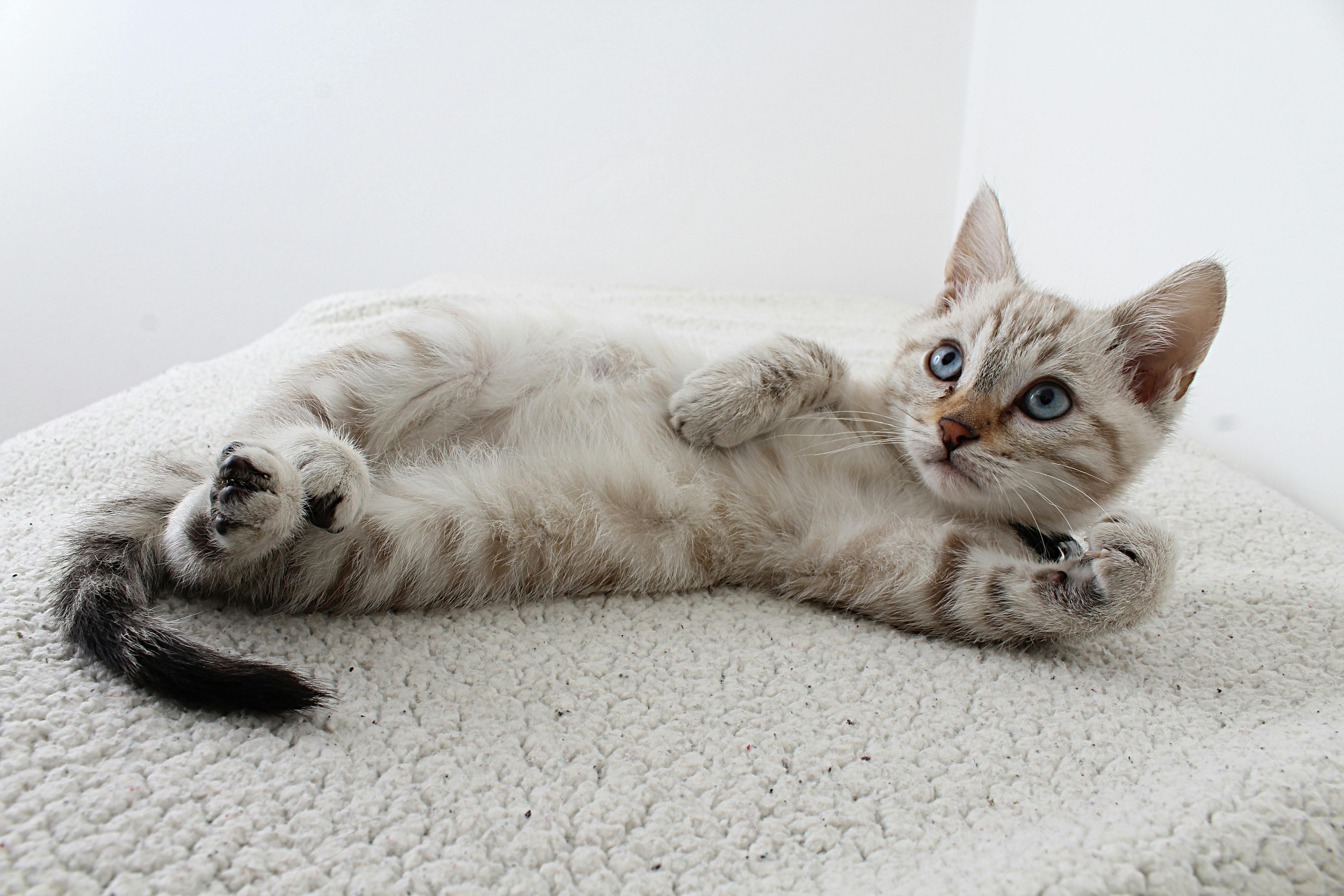 gatitos bonitos